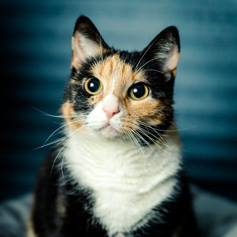 Chat calico tricolore en portrait sur fond gris bleuté