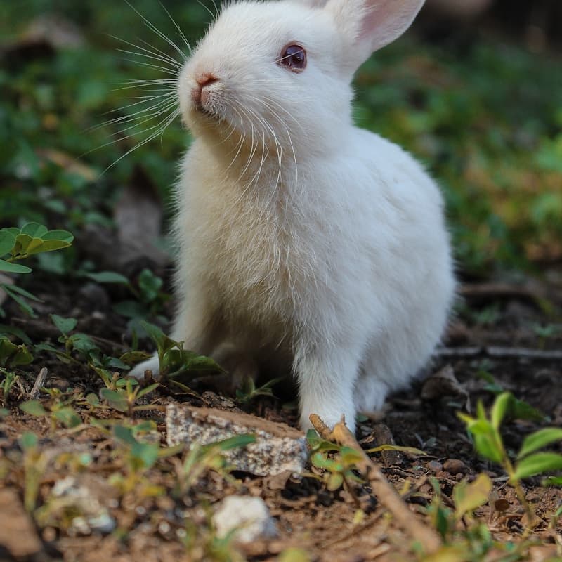 Lapin blanc dans l'herbe