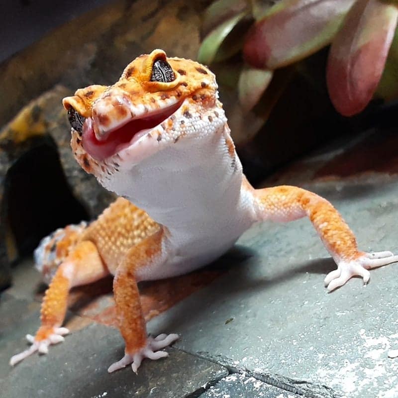 Gecko léopard sur pierre d'ardoise dans son terrarium